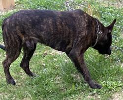 Found/Stray Male Dog last seen Brunswick Avenue / Remington, Flint, MI 48507