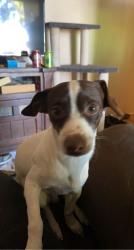 Lost Male Dog last seen E main st, Mesa, AZ 85207