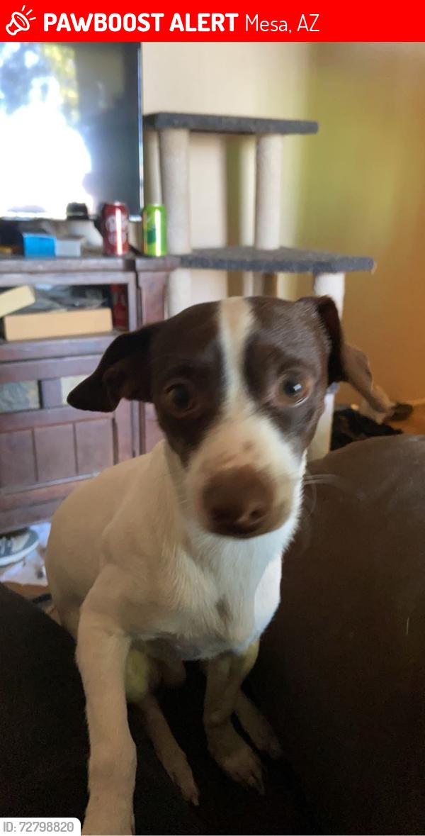Lost Male Dog last seen E main st, Mesa, AZ 85207