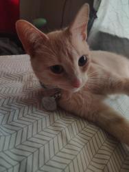 Lost Female Cat last seen Bristol and back street , Indianapolis, IN 46234