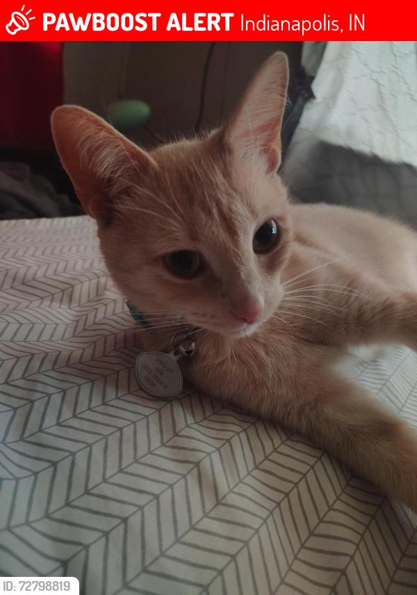 Lost Female Cat last seen Bristol and back street , Indianapolis, IN 46234