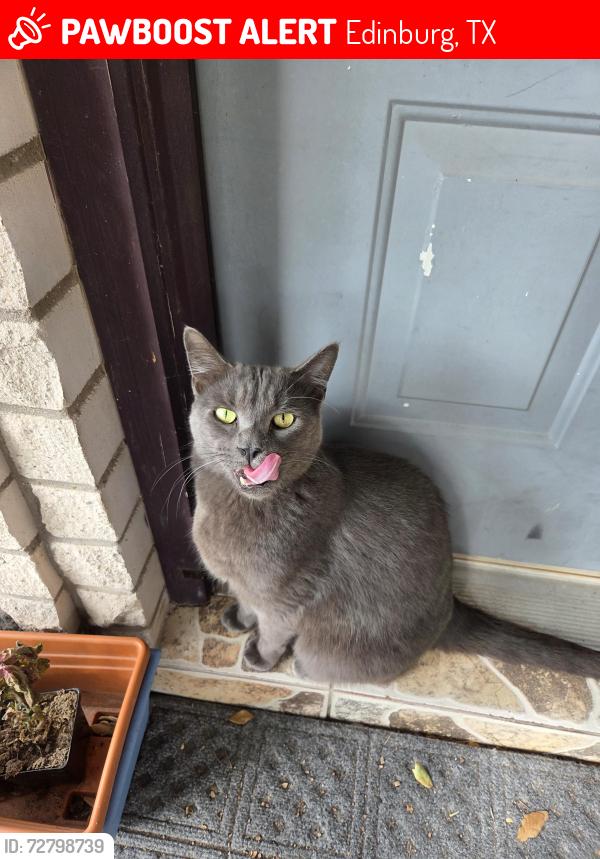 Lost Male Cat last seen Evaristo Ln , Edinburg, TX 78541