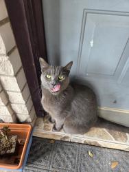 Lost Male Cat last seen Evaristo Ln , Edinburg, TX 78541