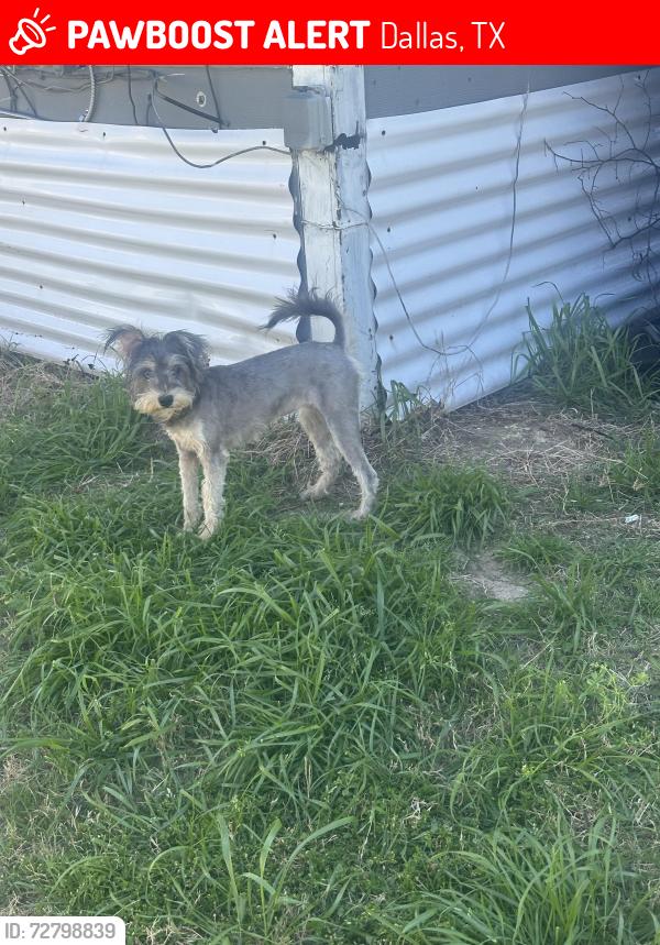 Lost Female Dog last seen Harwood and  Elsie Faye heggins , Dallas, TX 75215
