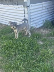 Lost Female Dog last seen Harwood and  Elsie Faye heggins , Dallas, TX 75215