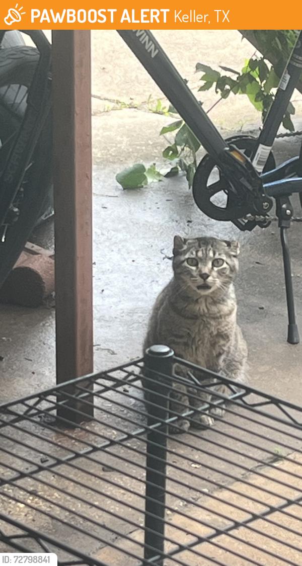 Found/Stray Unknown Cat last seen Near bluebonnet Dr keller texas, Keller, TX 76248