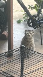 Found/Stray Unknown Cat last seen Near bluebonnet Dr keller texas, Keller, TX 76248