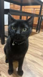 Lost Male Cat last seen Missouri Ave, headed toward Whitney Park., Las Vegas, NV 89122