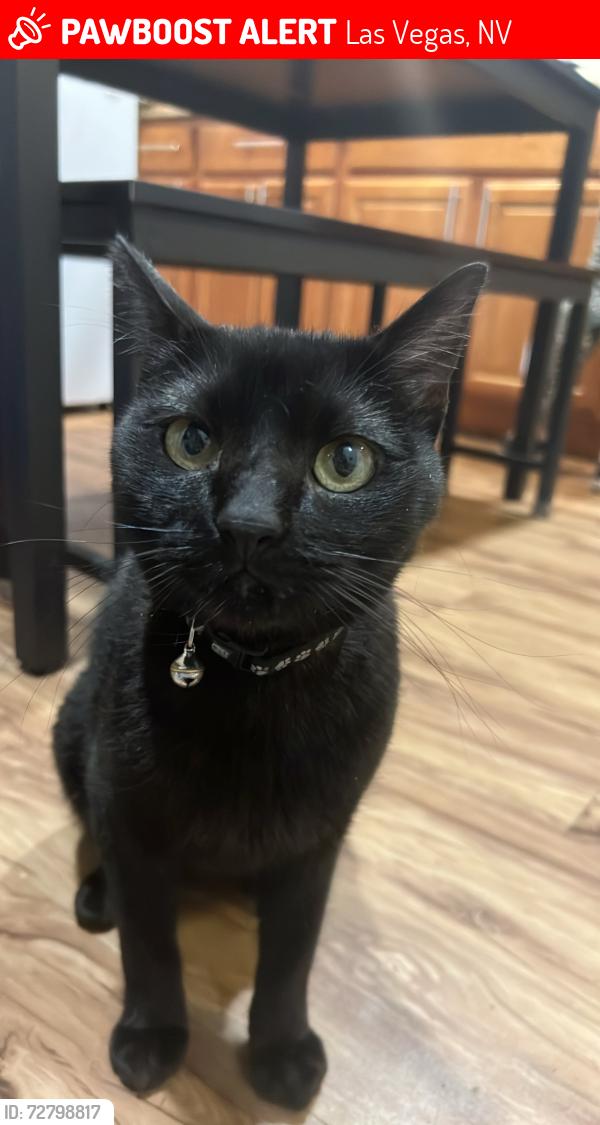 Lost Male Cat last seen Missouri Ave, headed toward Whitney Park., Las Vegas, NV 89122