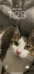 Lost Male Cat last seen Linton boulevard , Delray Beach, FL 33445