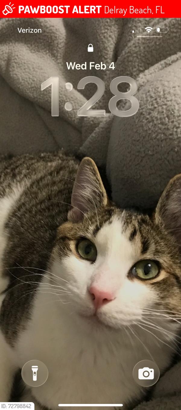Lost Male Cat last seen Linton boulevard , Delray Beach, FL 33445
