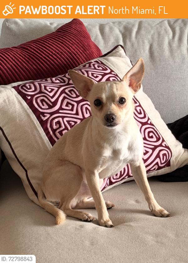 Found/Stray Male Dog last seen  Biscayne blvd and NE 135th st, North Miami, FL 33181