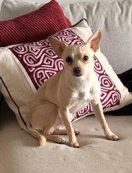 Found/Stray Male Dog last seen  Biscayne blvd and NE 135th st, North Miami, FL 33181