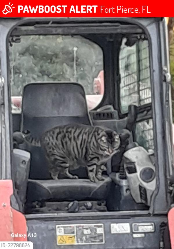 Lost Male Cat last seen Between Hickory and Scott, Fort Pierce, FL 34982