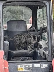 Lost Male Cat last seen Between Hickory and Scott, Fort Pierce, FL 34982