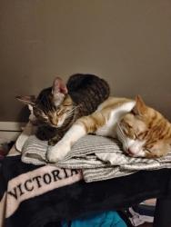 Lost Male Cat last seen Weston Neighborhood , Winnipeg, MB R3E 1K6