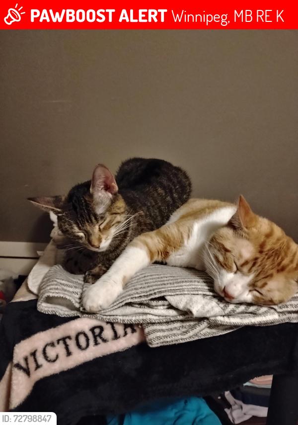 Lost Male Cat last seen Weston Neighborhood , Winnipeg, MB R3E 1K6