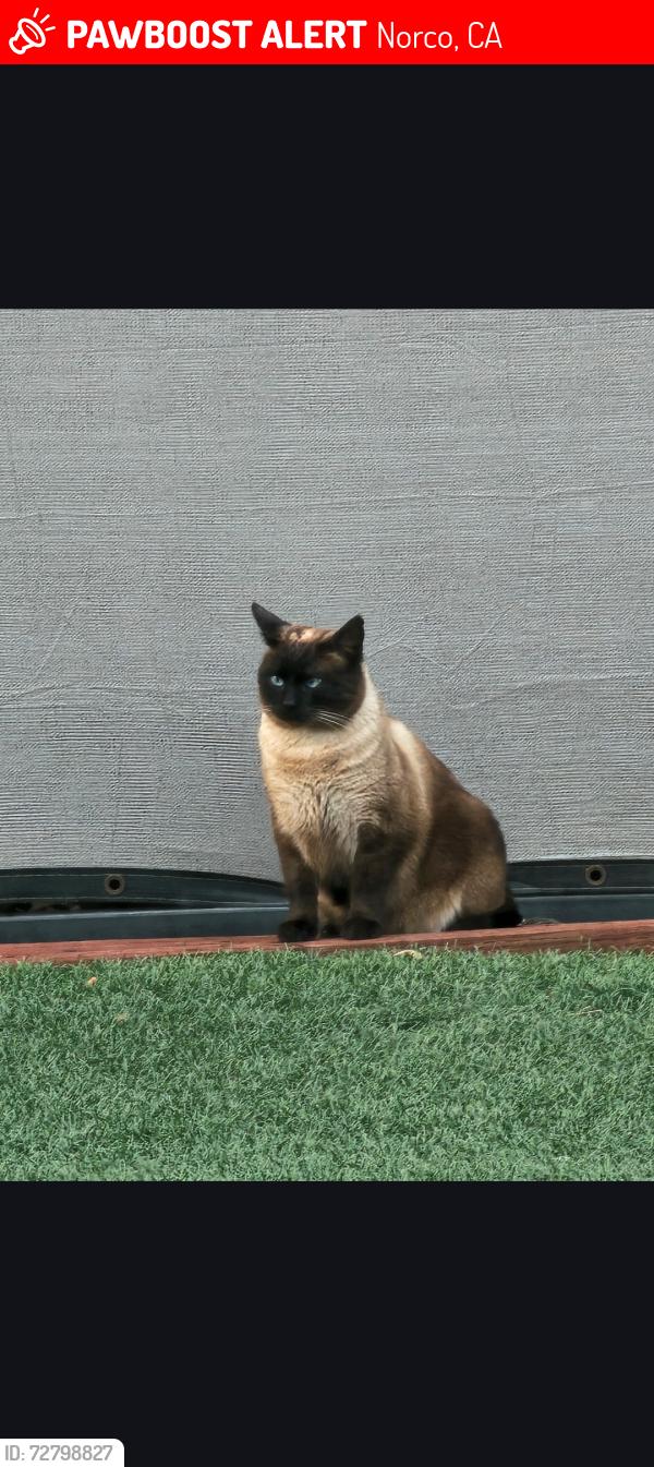 Lost Male Cat last seen 2nd street and the Pacific street, Norco, CA 92860