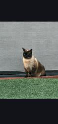 Lost Male Cat last seen 2nd street and the Pacific street, Norco, CA 92860