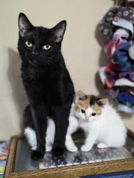 Lost Male Cat last seen Antioch church , Erwin, NC 28339