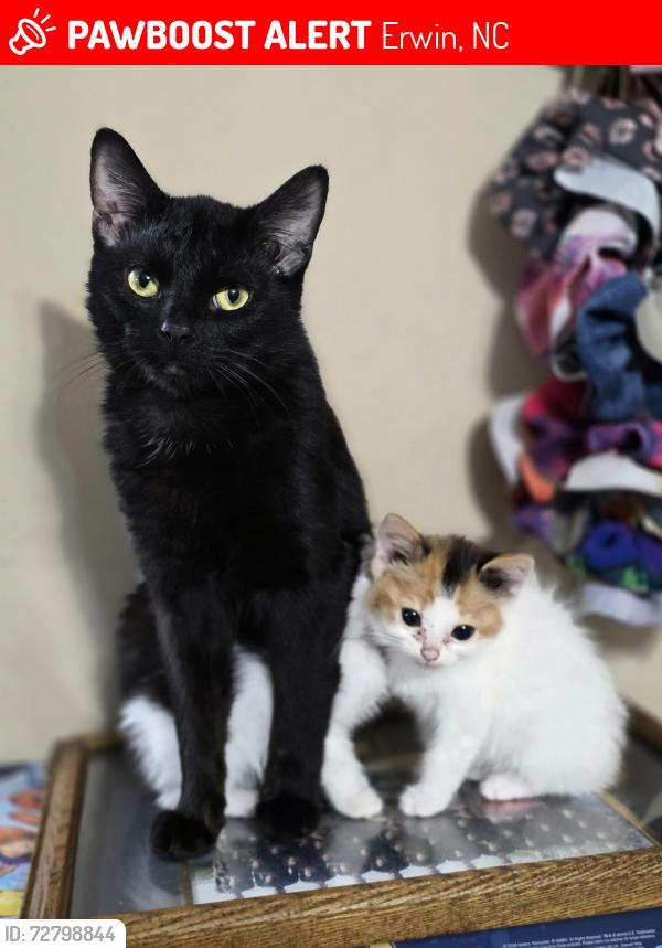 Lost Male Cat last seen Antioch church , Erwin, NC 28339