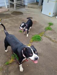 Found/Stray Female Dog last seen 31st and tudor, Albany, OR 97322