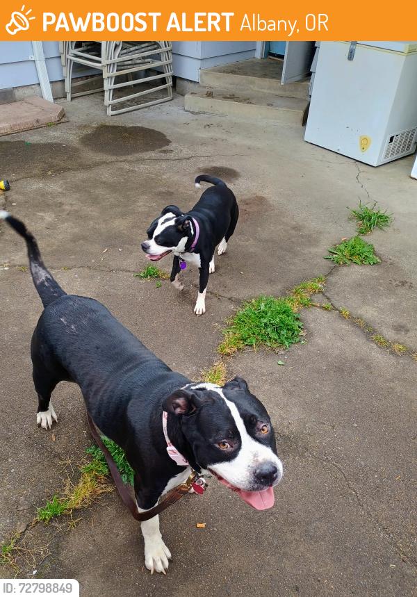 Found/Stray Female Dog last seen 31st and tudor, Albany, OR 97322