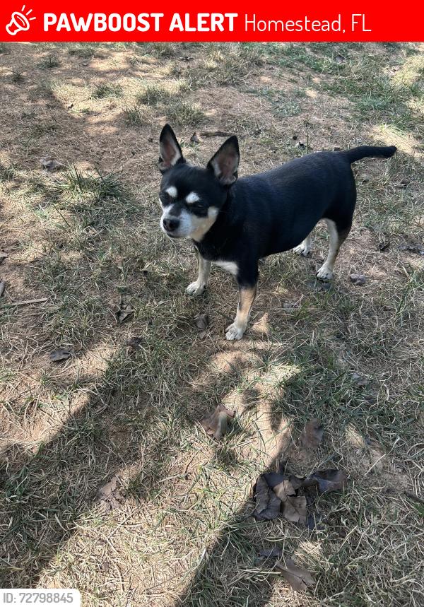 Lost Female Dog last seen Corner of Campbell Drive and 4th avenue. , Homestead, FL 33030