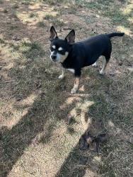 Lost Female Dog last seen Corner of Campbell Drive and 4th avenue. , Homestead, FL 33030