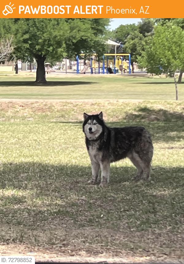 Found/Stray Unknown Dog last seen El Prado Park , Phoenix, AZ 85041