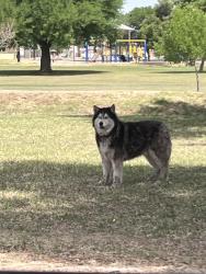 Found/Stray Unknown Dog last seen El Prado Park , Phoenix, AZ 85041