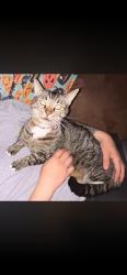 Lost Male Cat last seen Sonic, Potosi, MO 63664