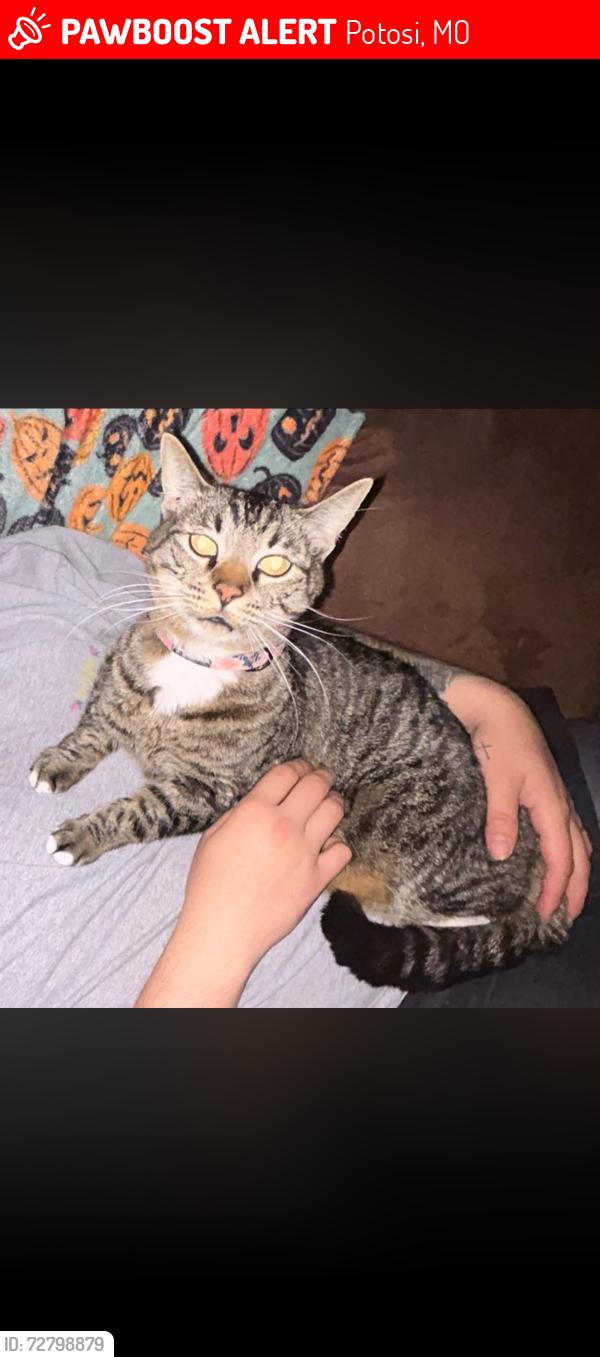 Lost Male Cat last seen Sonic, Potosi, MO 63664