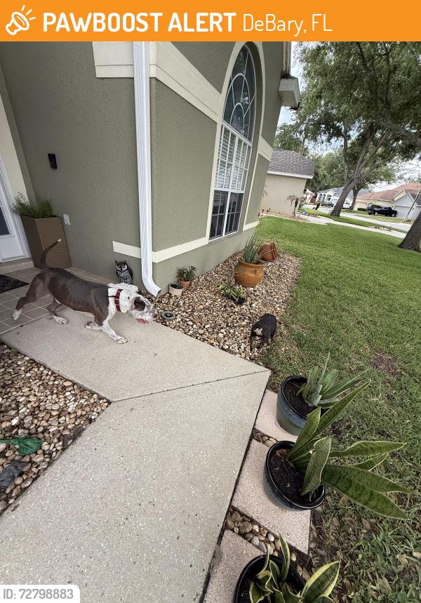 Found/Stray Unknown Dog last seen In spring view neighborhood , DeBary, FL 32713