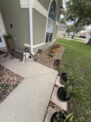 Found/Stray Unknown Dog last seen In spring view neighborhood , DeBary, FL 32713