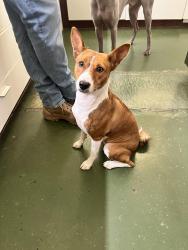 Lost Female Dog last seen NE corner of Walton Street and Commerce Street, near Slemmons Music Service, Dallas, TX 75226