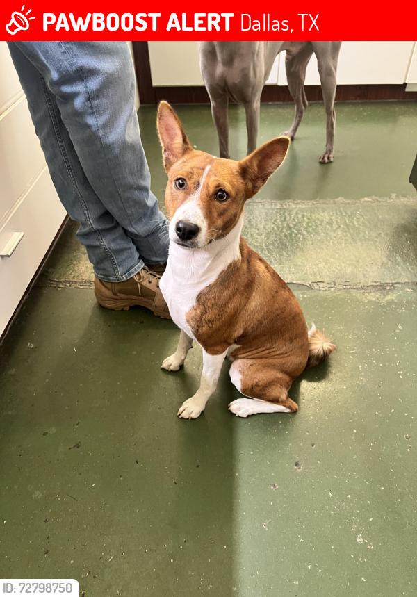 Lost Female Dog last seen NE corner of Walton Street and Commerce Street, near Slemmons Music Service, Dallas, TX 75226