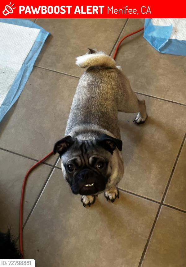 Lost Male Dog last seen Encino dr ca, Menifee, CA 92586