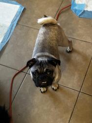 Lost Male Dog last seen Encino dr ca, Menifee, CA 92586