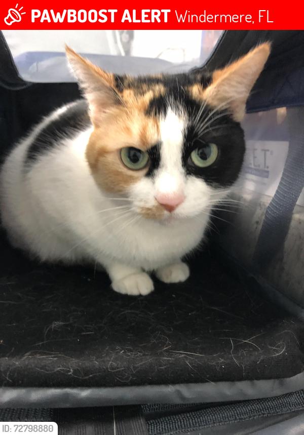 Lost Female Cat last seen Neighborhood by Lakeside Village Park, Windermere, FL 34786