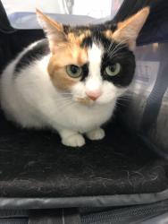 Lost Female Cat last seen Neighborhood by Lakeside Village Park, Windermere, FL 34786