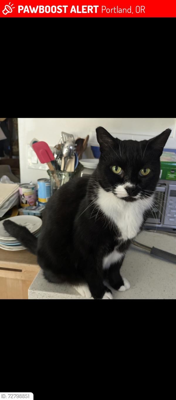 Lost Male Cat last seen Close by 114 th and Burnside, Portland, OR 97220