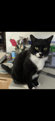 Lost Male Cat last seen Close by 114 th and Burnside, Portland, OR 97220