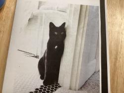 Lost Female Cat last seen Capital hwy, Portland, OR 97219