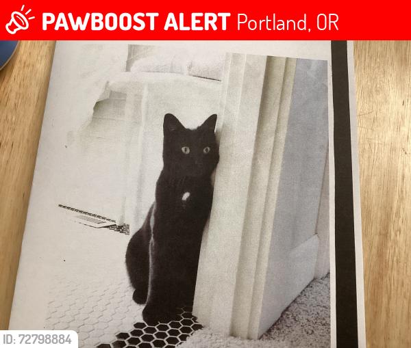 Lost Female Cat last seen Capital hwy, Portland, OR 97219