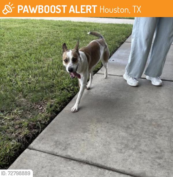 Found/Stray Female Dog last seen Near the chilis and Olive Garden. Tan looming office building. , Houston, TX 77034