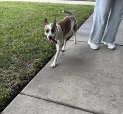 Found/Stray Female Dog last seen Near the chilis and Olive Garden. Tan looming office building. , Houston, TX 77034