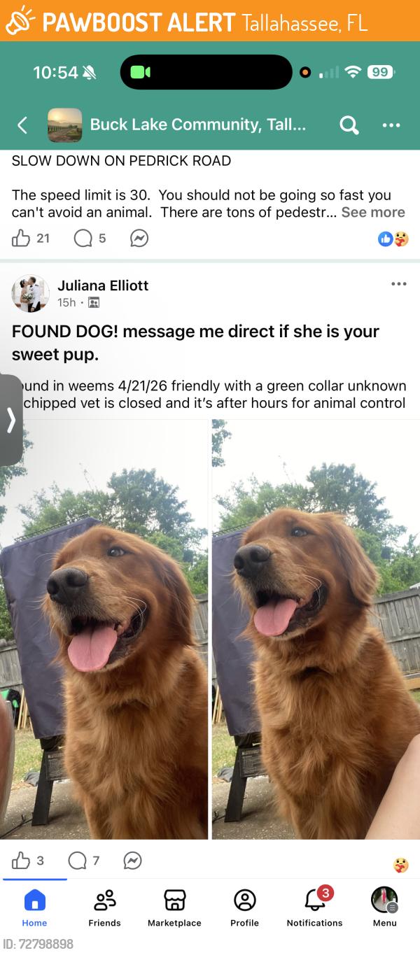 Found/Stray Female Dog last seen Weems/Mahan, Tallahassee, FL 32308