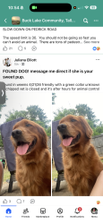 Found/Stray Female Dog last seen Weems/Mahan, Tallahassee, FL 32308