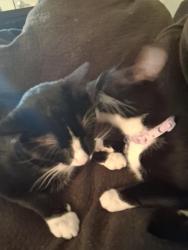 Lost Male Cat last seen Near S Norris Ave, Tucson, AZ 85713